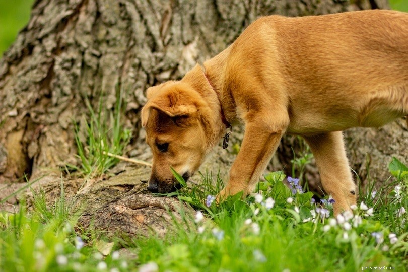 20 Rarest Dog Breeds – Uncommon Canine Gems You Must See