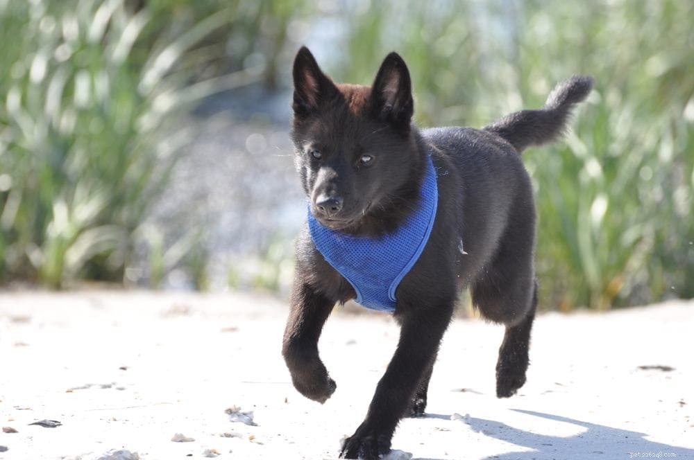 20 Rarest Dog Breeds – Uncommon Canine Gems You Must See