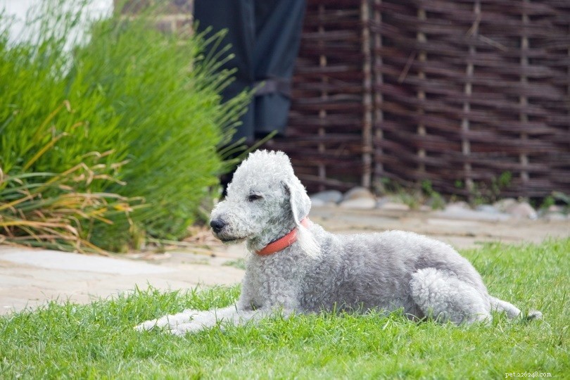 20 Rarest Dog Breeds – Uncommon Canine Gems You Must See