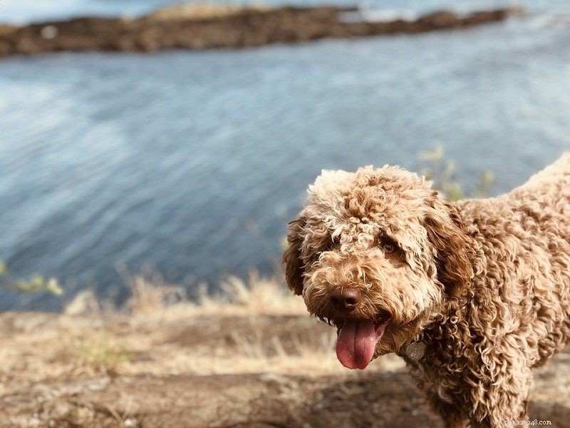 20 Rarest Dog Breeds – Uncommon Canine Gems You Must See