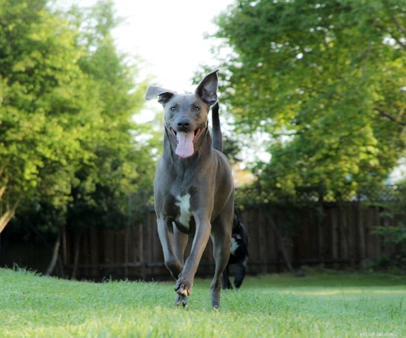20 Rarest Dog Breeds – Uncommon Canine Gems You Must See