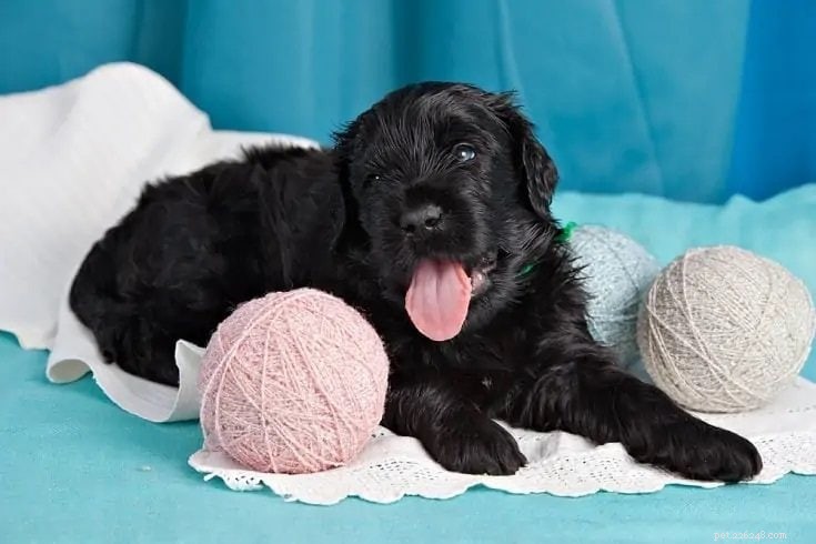 Over 350 Unique & Brilliant Names for Your Black Dog – Find the Perfect Fit