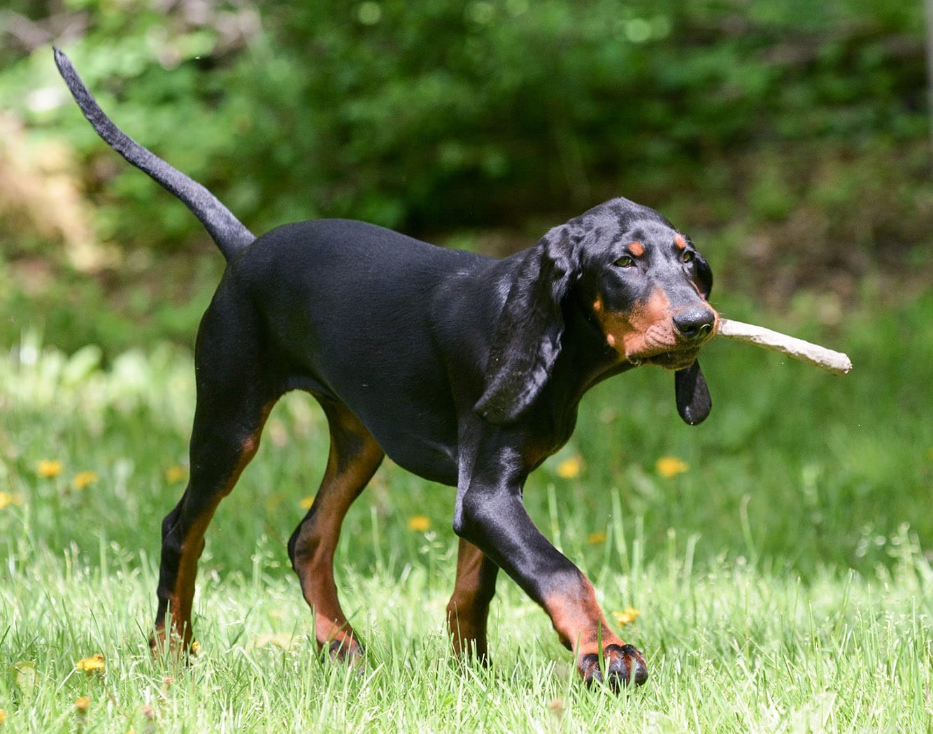 Over 350 Unique & Brilliant Names for Your Black Dog – Find the Perfect Fit