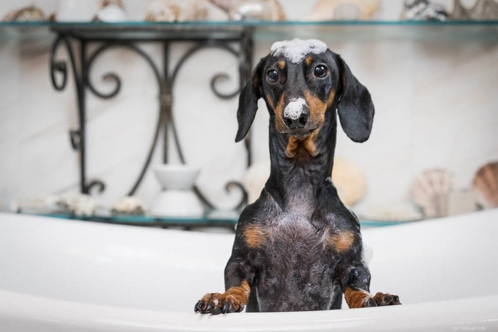 Over 350 Unique & Brilliant Names for Your Black Dog – Find the Perfect Fit