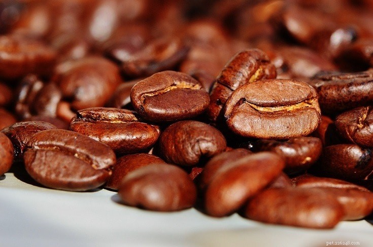 17 Foods Dogs Must Avoid: Protect Your Furry Friend