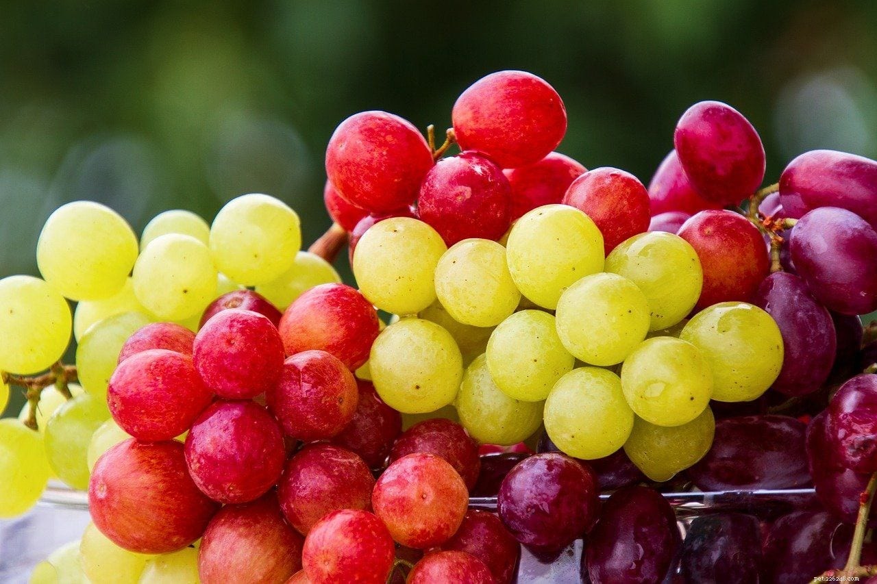 17 Foods Dogs Must Avoid: Protect Your Furry Friend