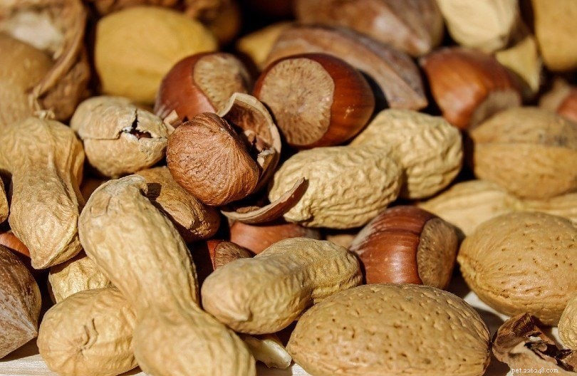 17 Foods Dogs Must Avoid: Protect Your Furry Friend