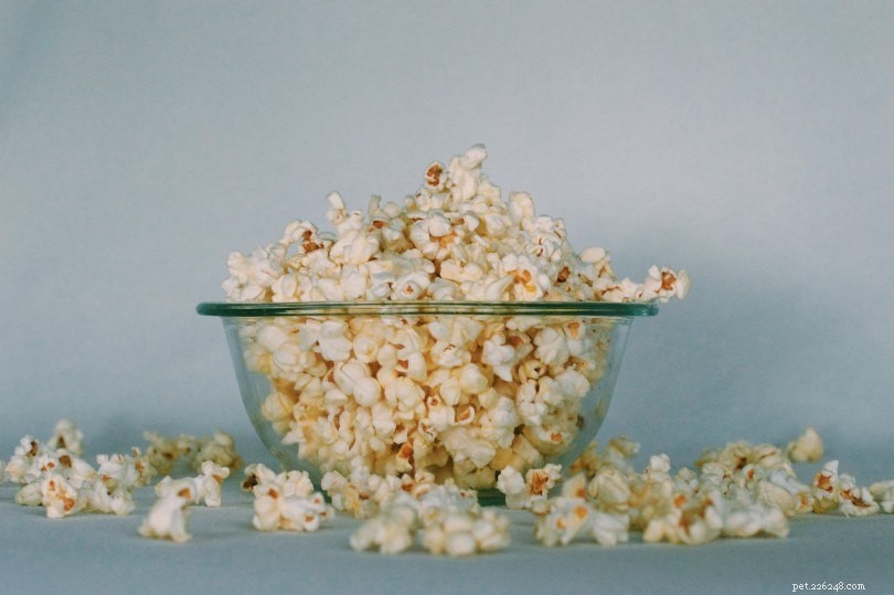 17 Foods Dogs Must Avoid: Protect Your Furry Friend