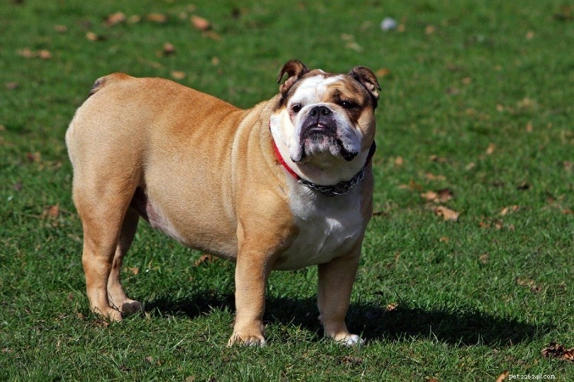 Professional Guide to Dog Weight Loss: Safe Diets & Management Tips
