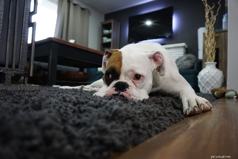 Optimal Nutrition for Dogs with Kidney Disease: Expert Guidance