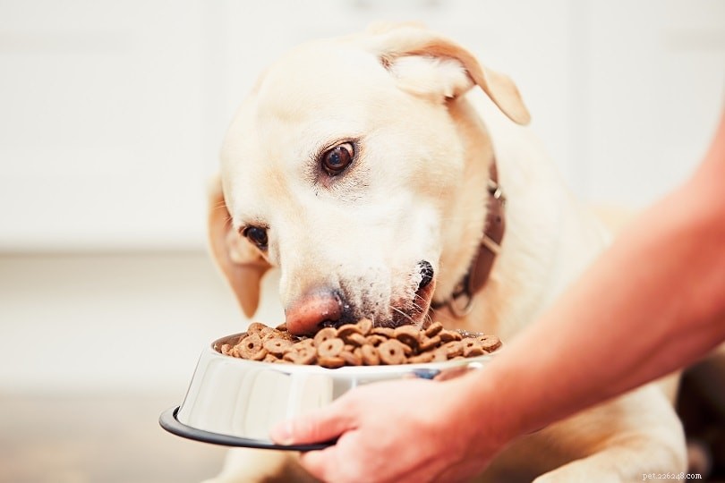 Essential Feeding Guidelines for a Healthy Dog