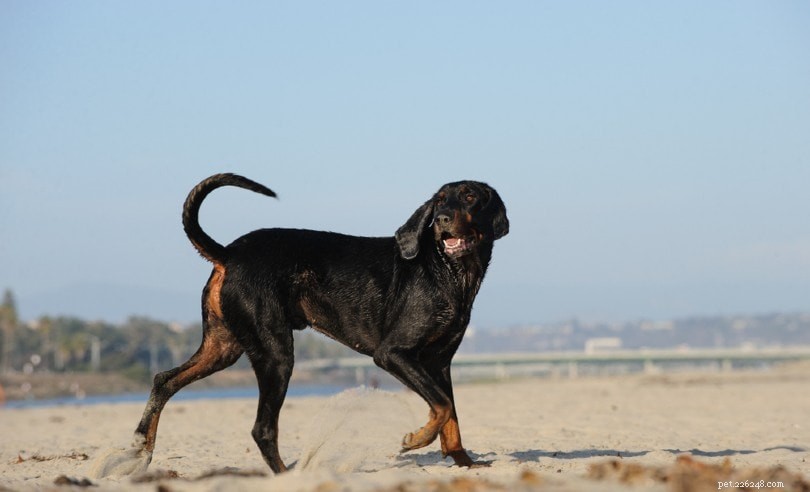 Over 150 Top Male Dog Names: Unique & Classic Picks for Your New Companion