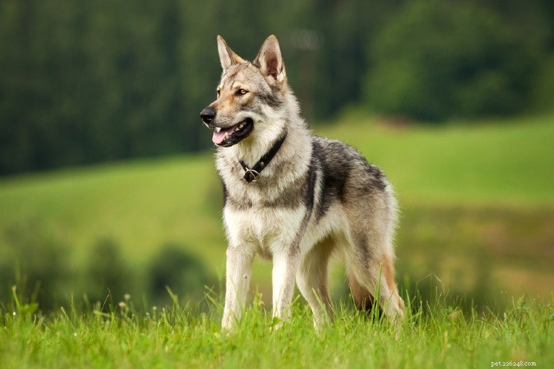 Over 150 Authentic Japanese Dog Names & Their Meanings – Classic & Unique Picks