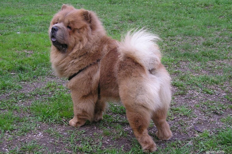 Over 150 Authentic Japanese Dog Names & Their Meanings – Classic & Unique Picks