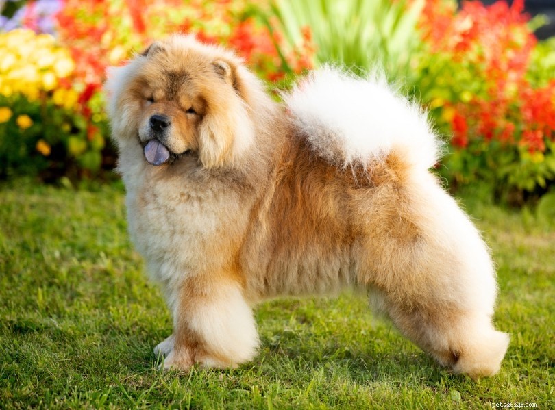 Over 150 Authentic Japanese Dog Names & Their Meanings – Classic & Unique Picks