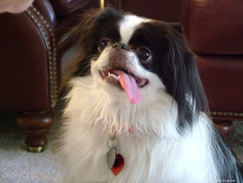 150+ Best Dog Names 2022: Top Ranked, Popular Picks for Your New Companion