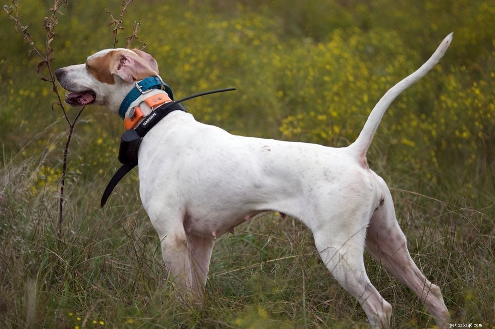 Over 150 Powerful Hunting Dog Names for Tough, Fearless Companions