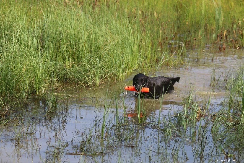 Over 150 Powerful Hunting Dog Names for Tough, Fearless Companions