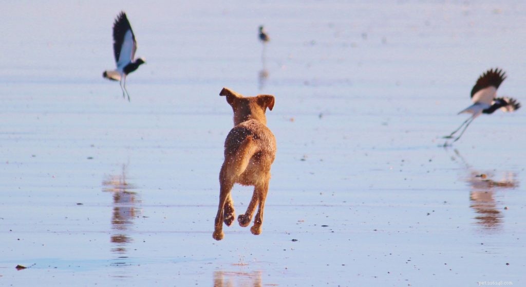 Over 150 Powerful Hunting Dog Names for Tough, Fearless Companions