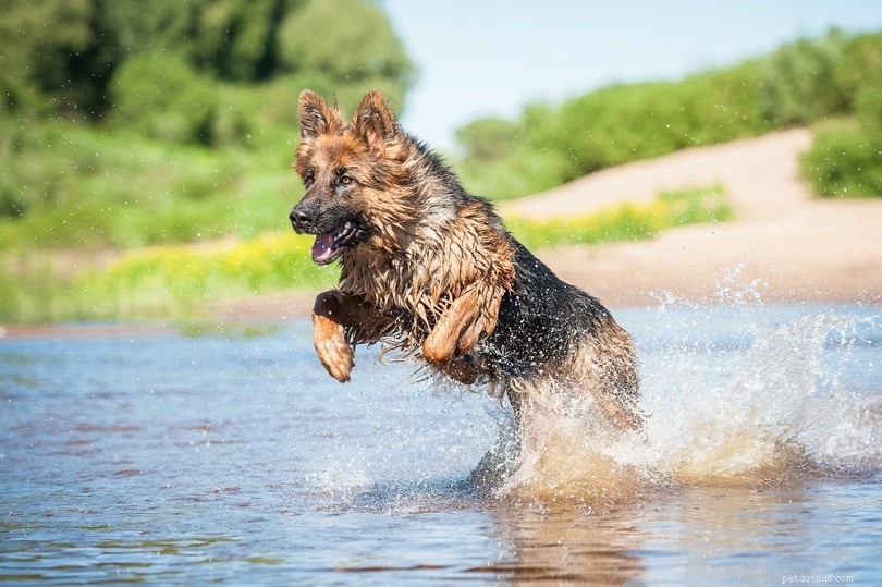 Over 500 German Dog Names & Meanings: A‑Z Guide for Male & Female Breeds