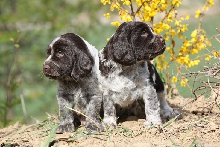 Over 500 German Dog Names & Meanings: A‑Z Guide for Male & Female Breeds