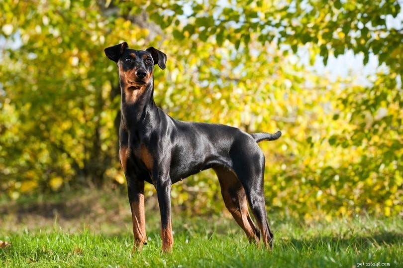 Over 500 German Dog Names & Meanings: A‑Z Guide for Male & Female Breeds