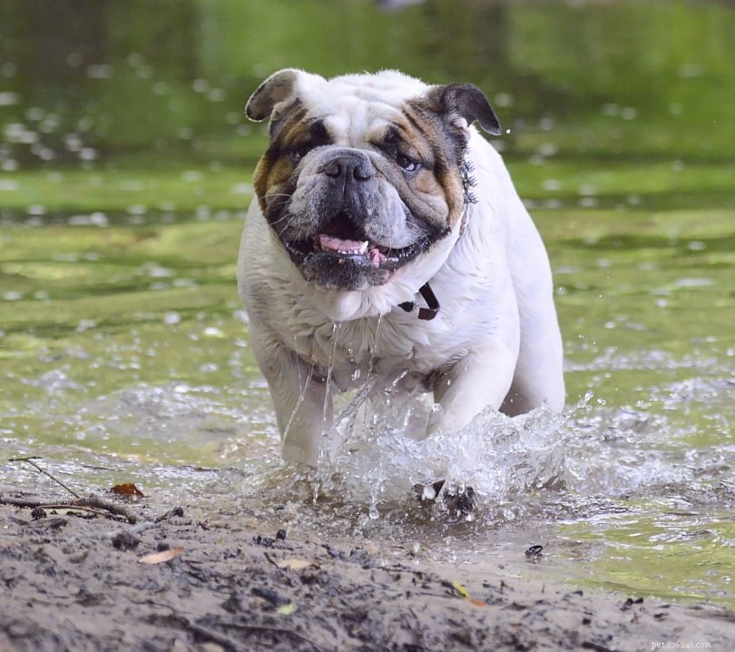 150+ Hilarious Dog Names – Puns, Boy & Girl Ideas for Your New Puppy