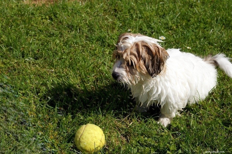 150+ Hilarious Dog Names – Puns, Boy & Girl Ideas for Your New Puppy