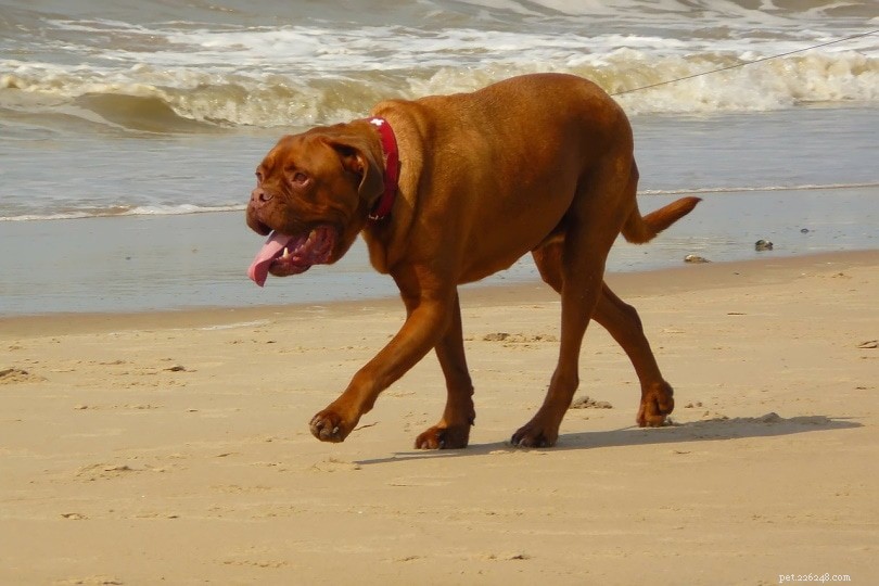 Over 150 Boxer Dog Names – Unique & Trending Picks