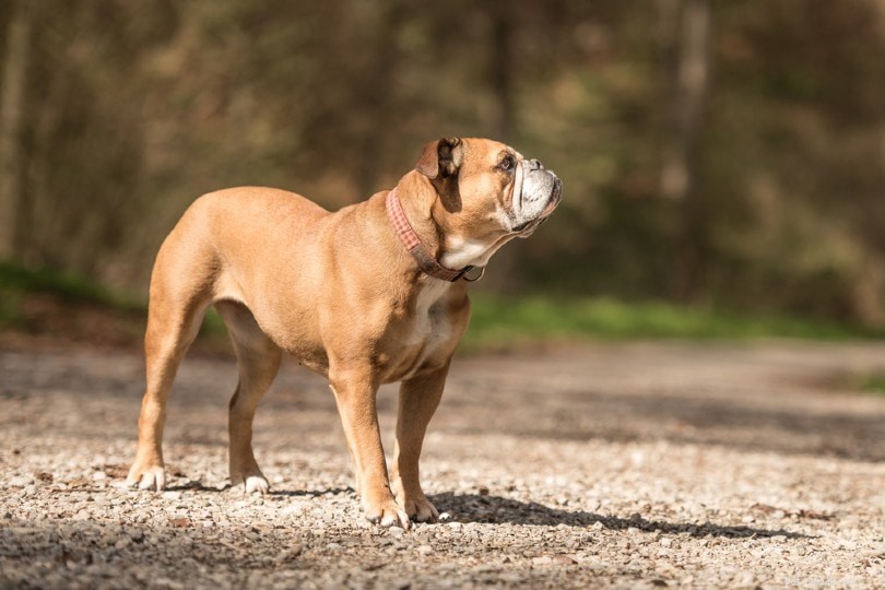 150+ Bulldog Names: Bold, Beautiful, and the Best Picks for Your New Companion