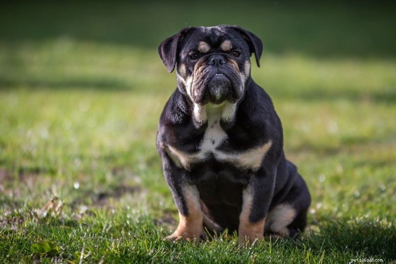 150+ Bulldog Names: Bold, Beautiful, and the Best Picks for Your New Companion