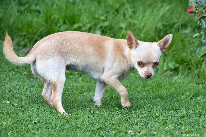 150+ Charming Chihuahua Dog Names – 2022 Favorites & Ideas