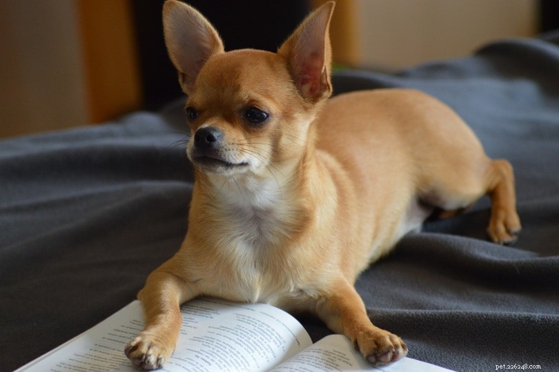 150+ Charming Chihuahua Dog Names – 2022 Favorites & Ideas