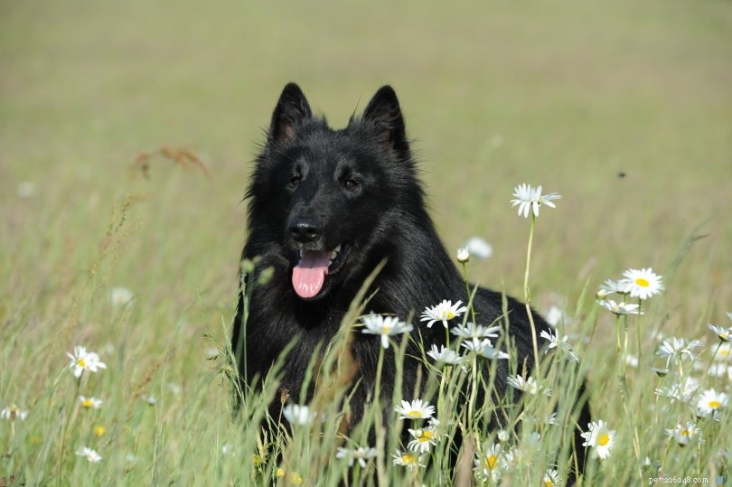 150+ Female Dog Names – Fun, Fierce & Fabulous Choices for Your Pup