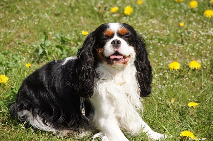 150+ Female Dog Names – Fun, Fierce & Fabulous Choices for Your Pup
