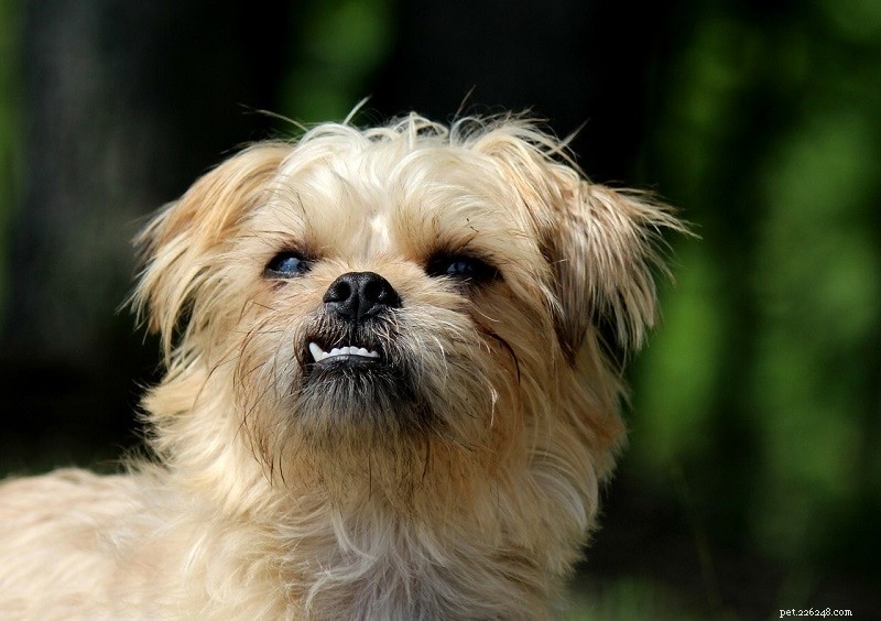 150+ Female Dog Names – Fun, Fierce & Fabulous Choices for Your Pup