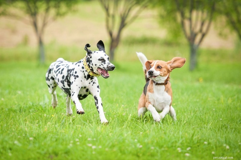 150+ Female Dog Names – Fun, Fierce & Fabulous Choices for Your Pup