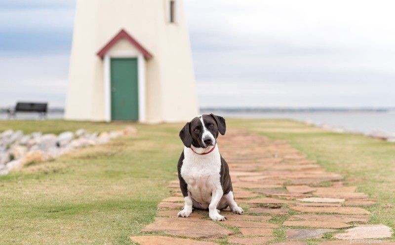 350+ Adorable Dog Names for Tiny, Squishy, and Lovable Pups