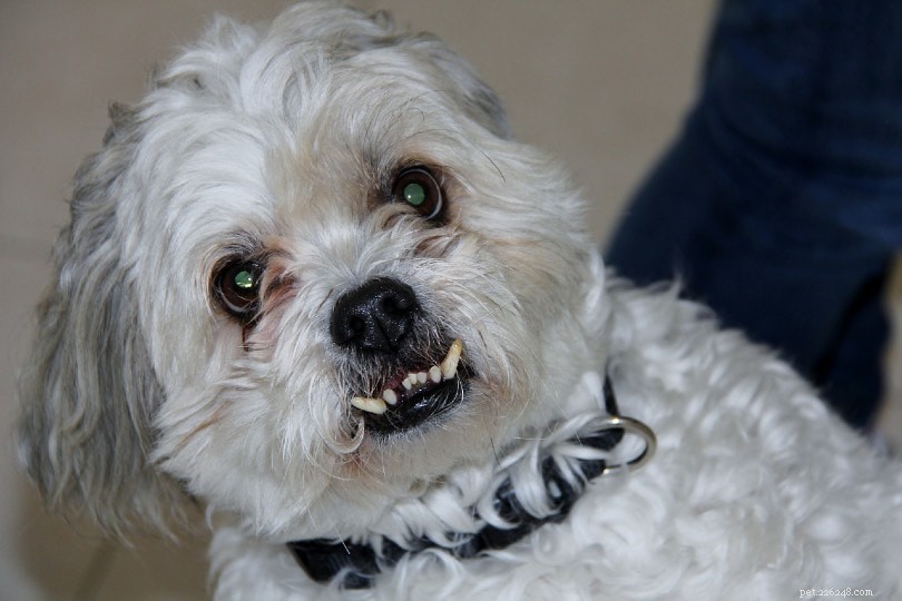 Understanding and Managing Frustration-Triggered Aggression in Dogs