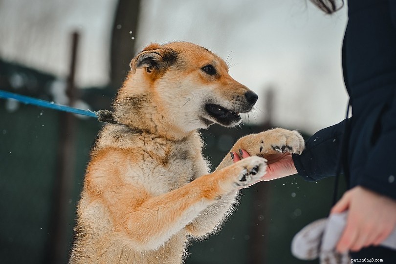 Understanding and Managing Frustration-Triggered Aggression in Dogs