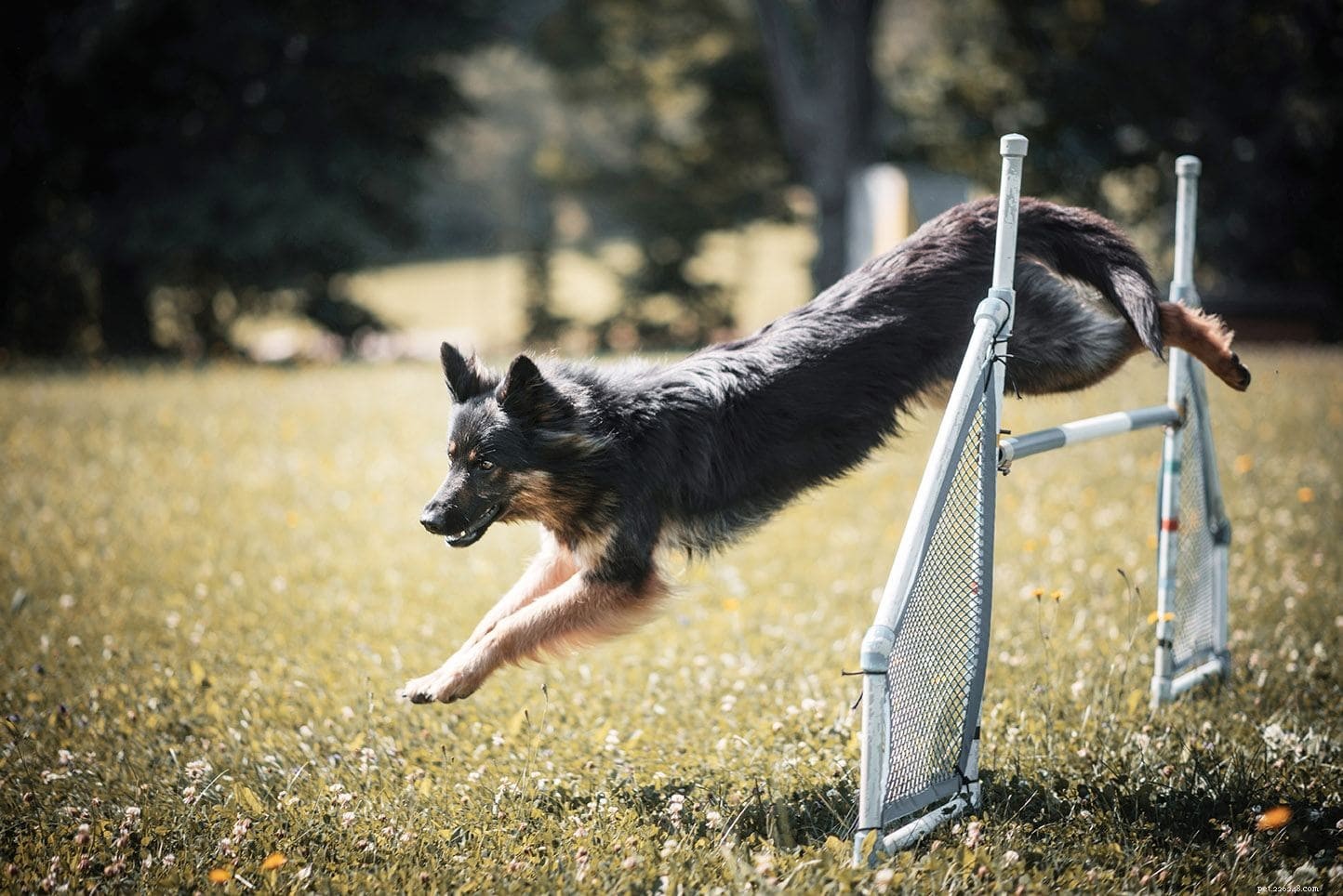 Teach Your Dog to Jump: 4 Proven Training Techniques