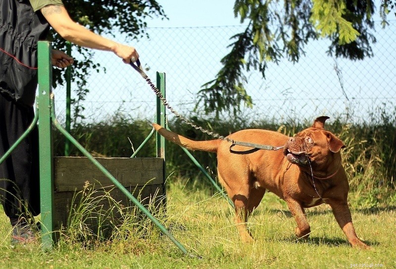 Teach Your Dog to Jump: 4 Proven Training Techniques