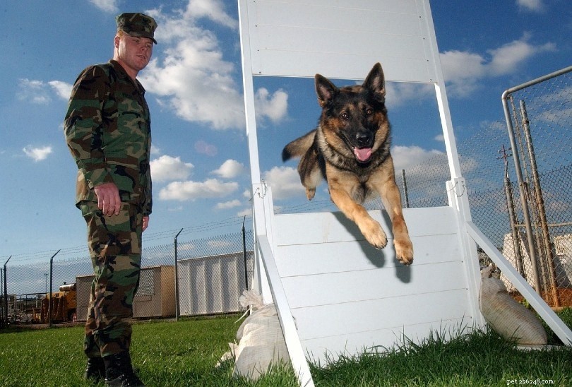 Teach Your Dog to Jump: 4 Proven Training Techniques