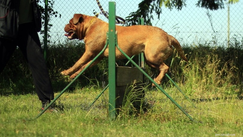 Teach Your Dog to Jump: 4 Proven Training Techniques