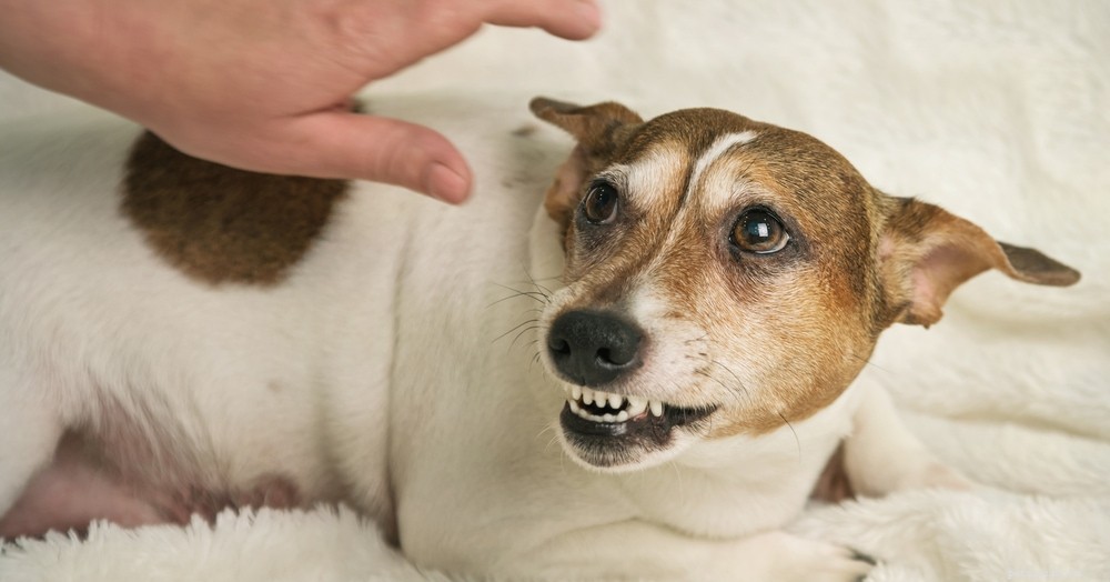 Pain‑Triggered Aggression in Dogs: Recognizing Signs and Implementing Effective Solutions