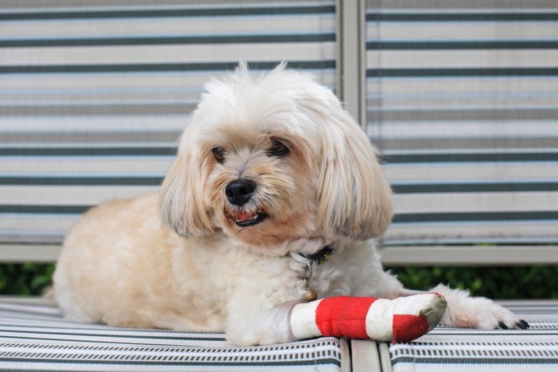 Pain‑Triggered Aggression in Dogs: Recognizing Signs and Implementing Effective Solutions