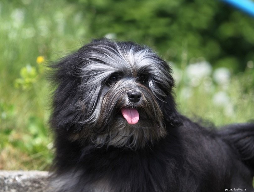 200+ Unique Dog Names & Meanings: Bold, Uncommon Choices for Your Pup