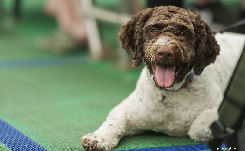 200+ Unique Dog Names & Meanings: Bold, Uncommon Choices for Your Pup