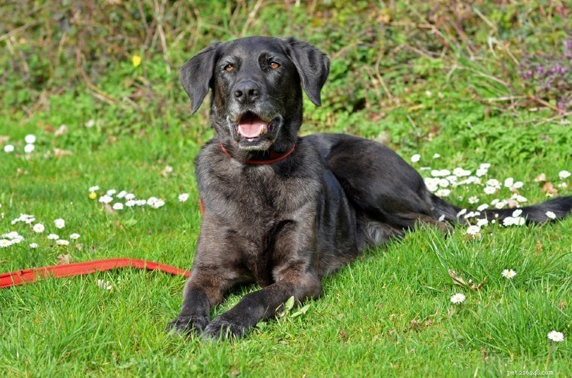 200+ Unique Dog Names & Meanings: Bold, Uncommon Choices for Your Pup
