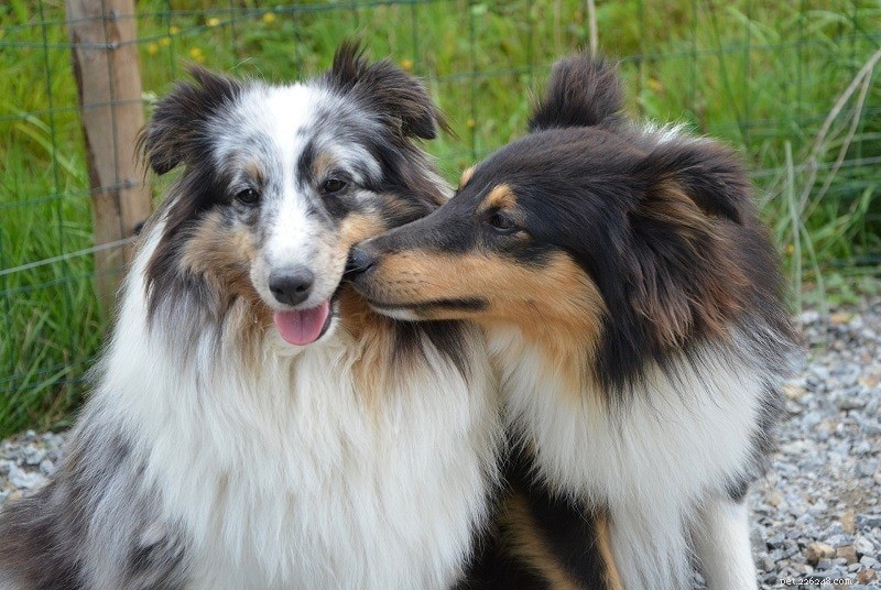 200+ Unique Dog Names & Meanings: Bold, Uncommon Choices for Your Pup